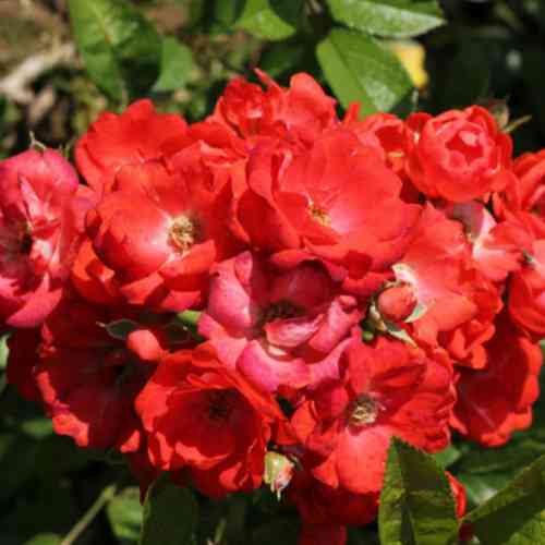 Саджанці троянд Глорія Мунді (привитий) - 2-річний Чернівці