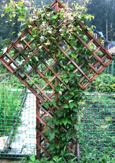 Шпалера садовая 