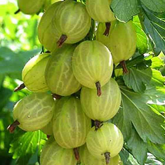 Саженцы крыжовника Скарб (черенкованный) - 2-летний Черновцы