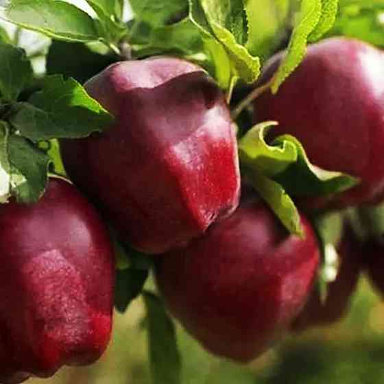 Саджанці яблуні Старкрімсон (привитий) - 1-річний Чернівці