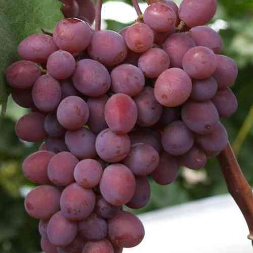 Саженцы винограда Виктория (черенкованный) - 2-летний Черновцы