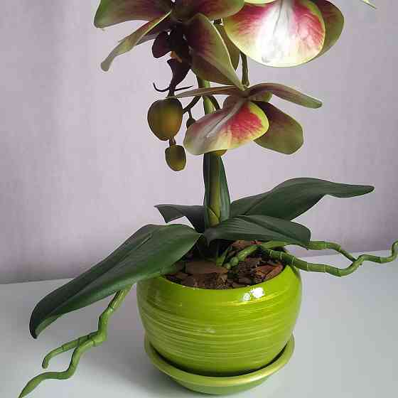 Штучна латексна орхідея VIP в салатовому керамічному кашпо на одну гілку салатово-рожева Дніпро