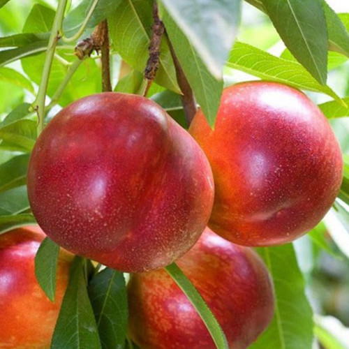 Саджанці колоновидного нектарину на штамбі Роман (привитий) - 2-річний Чернівці - фото 1