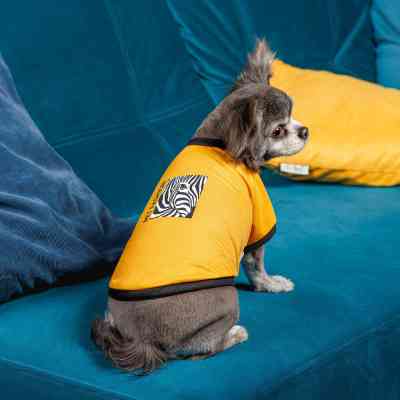 Футболка для животных Pet Fashion Jessica XS2 желтая (4823082441273) Винница