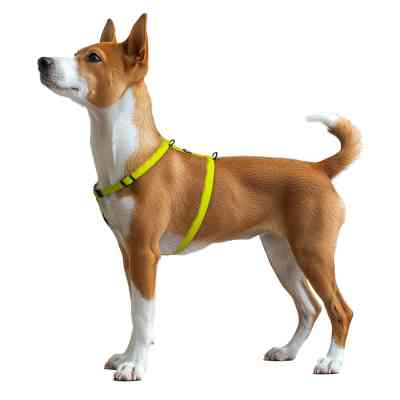 Шлей для собак WAUDOG Magnet анатомическая Н-образная с QR-паспортом, магнитная пряжка-фастекс S лимонная (262226) Винница