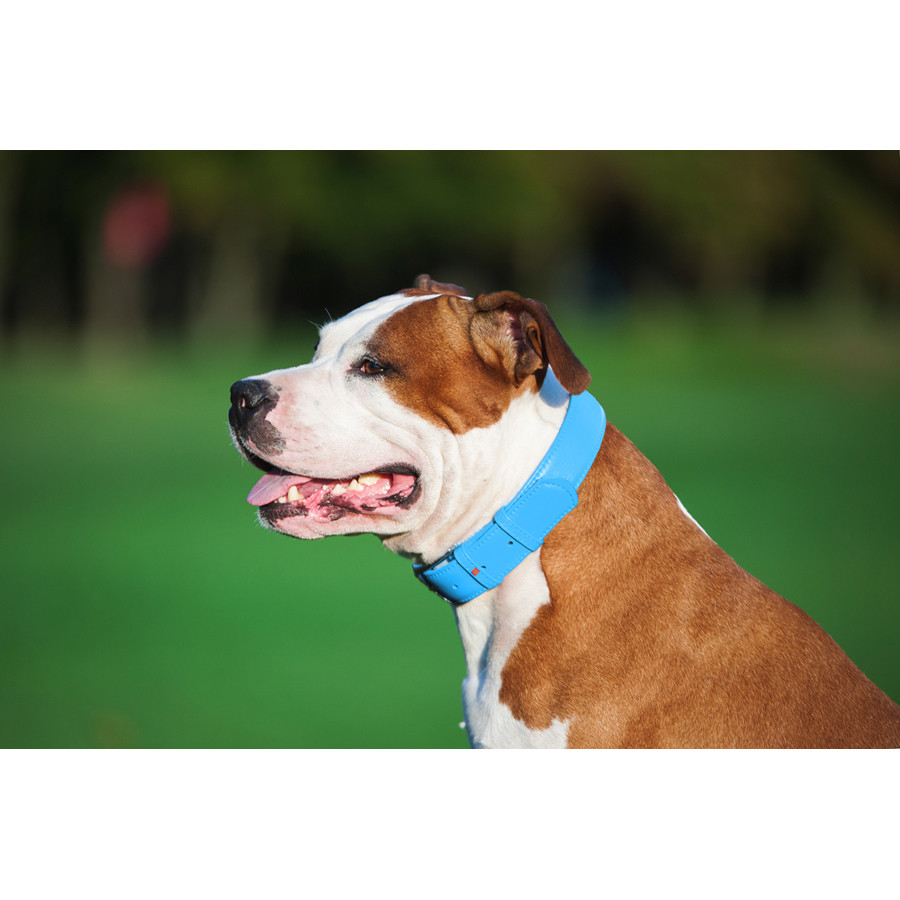 Нашийник для собак шкіряний WAUDOG Glamour з QR паспортом, без прикрас, L, Ш 25 мм, Дов 38-49 с Коломыя - изображение 2