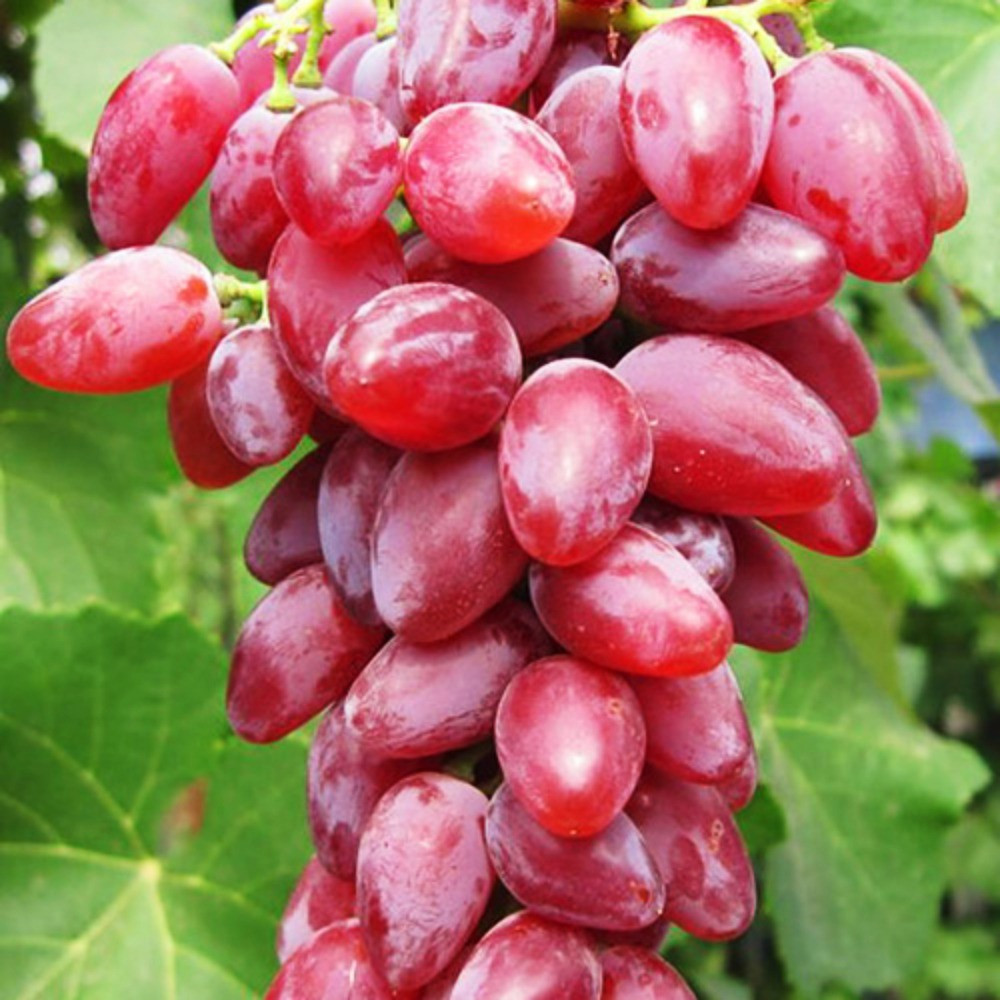 Саженцы винограда Зоренька (черенкованный) - 2-летний Черновцы - изображение 1