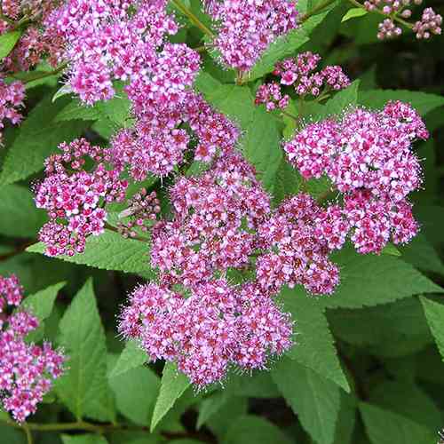 Саженцы спиреи Бумальда (черенкованный) - 2-летний Черновцы