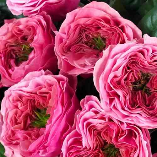 Саженцы роз Кантри Гарден (привитый) - 2-летний Черновцы