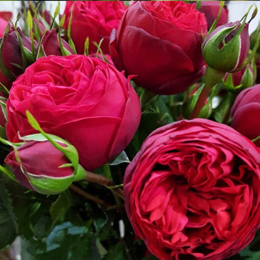 Саджанці троянд на штамбі Меджик Піано (привитий) Чернівці - фото 1