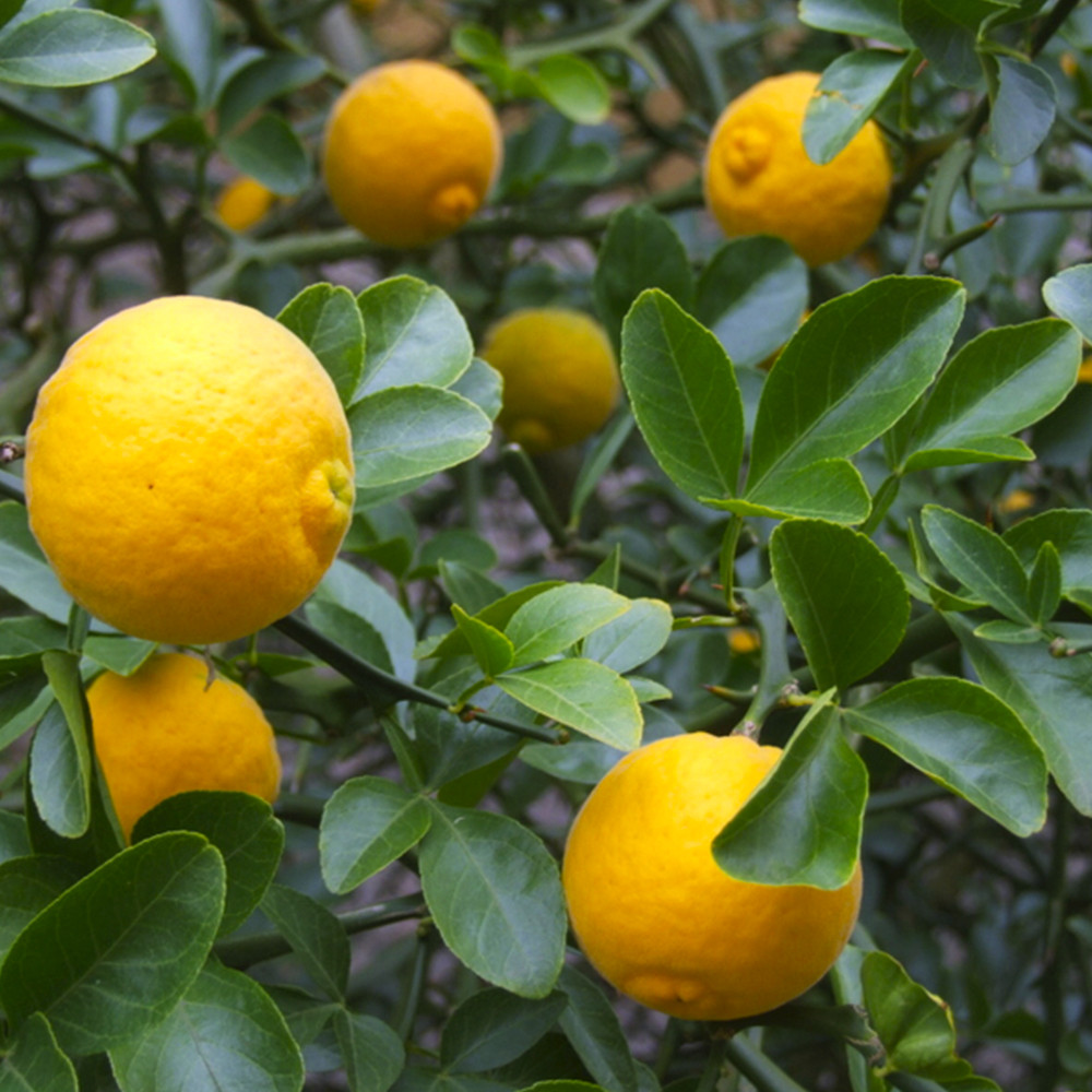 Саджанці лимона Павловський - 1-річний Чернівці - фото 1