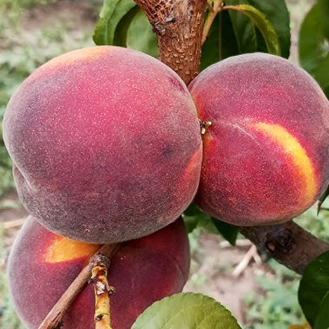 Саджанці персика Сенсейшн (привитий) - 1-річний Чернівці - фото 1