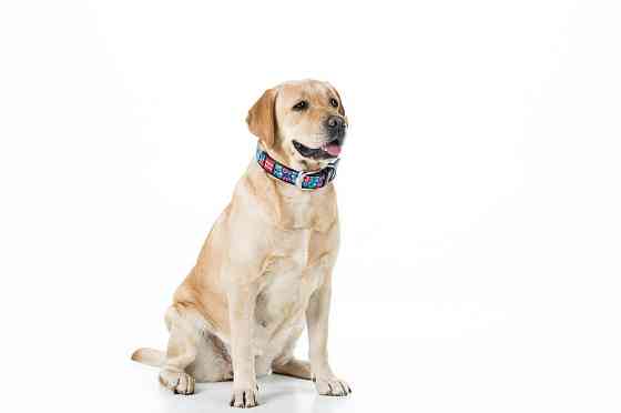 Нашийник для собак шкіряний WAUDOG Design з QR паспортом, малюнок "Квіти", Ш 25 мм, Дов 38-49 с Коломыя