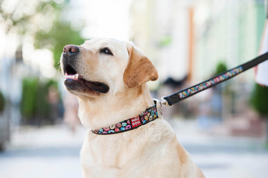 Нашийник для собак шкіряний WAUDOG Design з QR-паспортом, малюнок "Пончики", Ш 25 мм, Д 38-49 см чорний Вінниця - фото 5