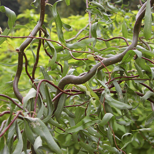 Саджанці декоративної верби Матсудана (черенкований) - 1-річний Чернівці - фото 1