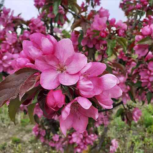 Саженцы яблони Уличный Парад (привитый) - 1-летний Черновцы