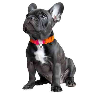 Ошейник для животных WAUDOG Nylon Recycled с QR паспортом, градиент, S оранжевый (47004) Винница