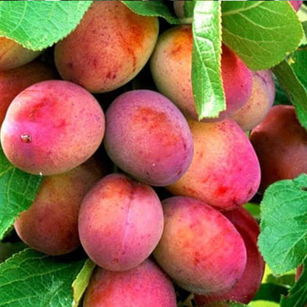 Саженцы колоновидной сливы Империал (привитый) Черновцы - изображение 2