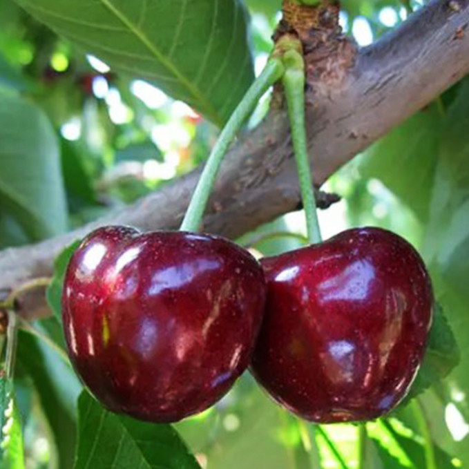 Саджанці черешні Биче Серце (привитий) - 2-річний Чернівці - фото 1