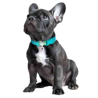 Ошейник для животных WAUDOG Nylon Recycled с QR паспортом, градиент, S голубой (47002) Винница