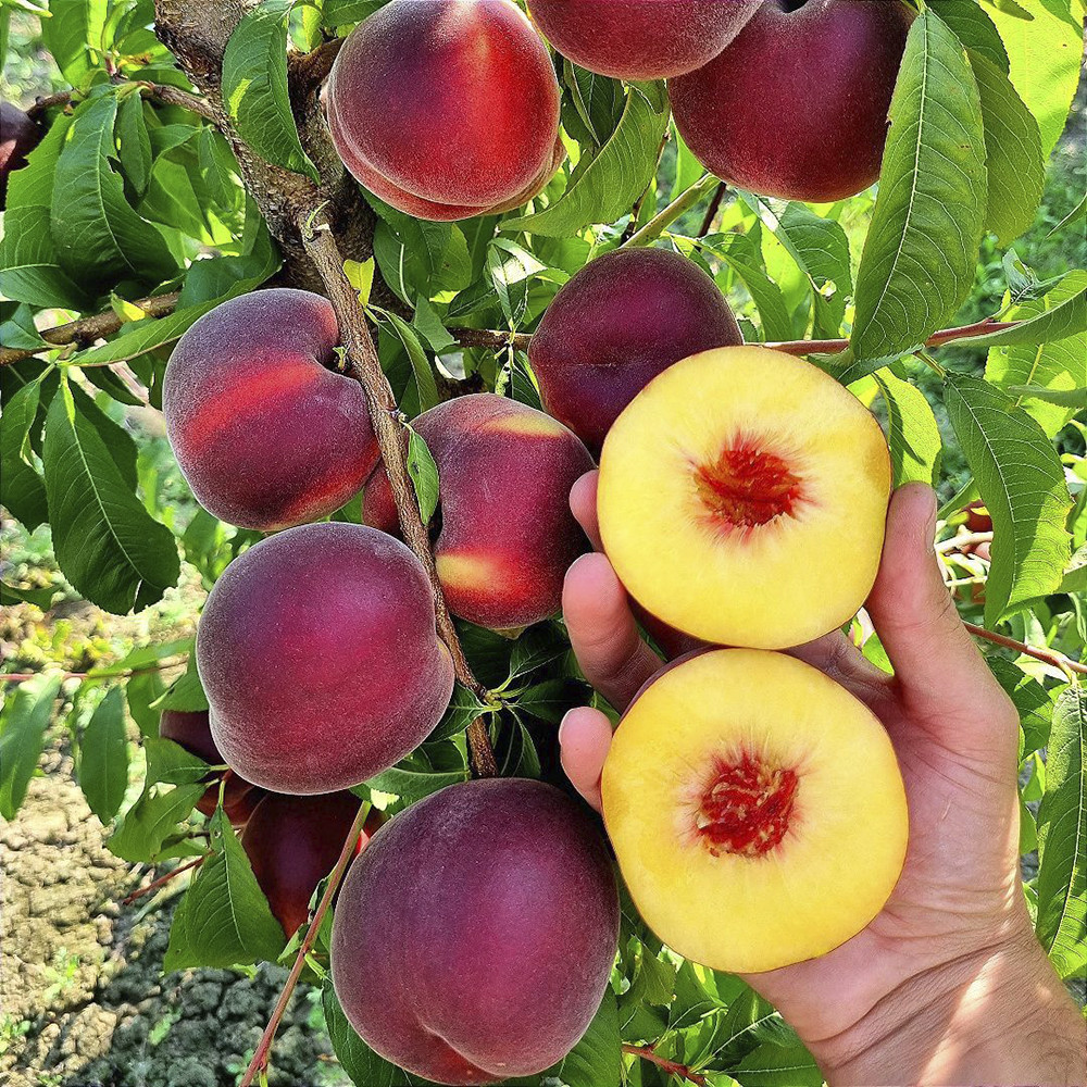 Саженцы персика Свит Дрим (привитый) - 2-летний Черновцы - изображение 2