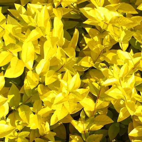 Саженцы бирючины Желтая Викарий (черенкованный) - 1-летний Черновцы