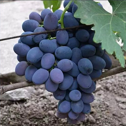 Cаджанці винограду Фуршет (черенкований) - 1-річний Чернівці - фото 1