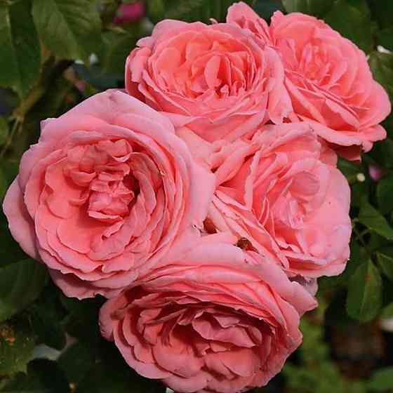 Саженцы роз на штамбе Линда (привитый) Черновцы