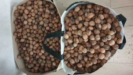 Орехи 2025 года. Одесса Одеса