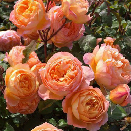 Саджанці троянд Леді Емма Гамільтон (привитий) - 2-річний Чернівці - фото 1