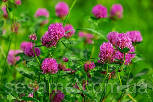 Клевер красный цветки луговой (пак/50грамм) Харьков - изображение 2