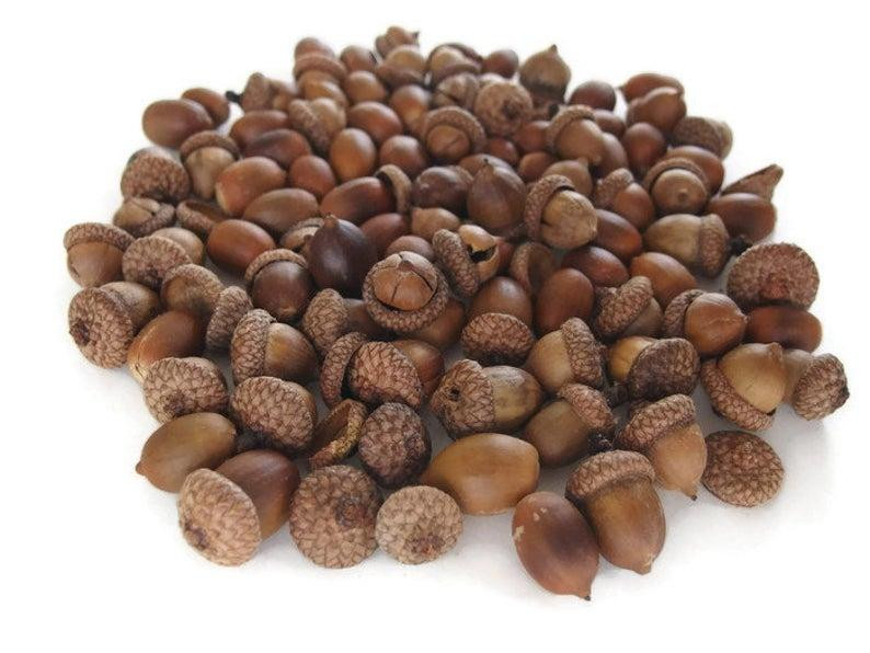 Желуди сушенные 1 кг Киев - изображение 1