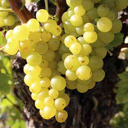 Саженцы винограда Мускат Львовский (черенкованный) - 2-летний Черновцы