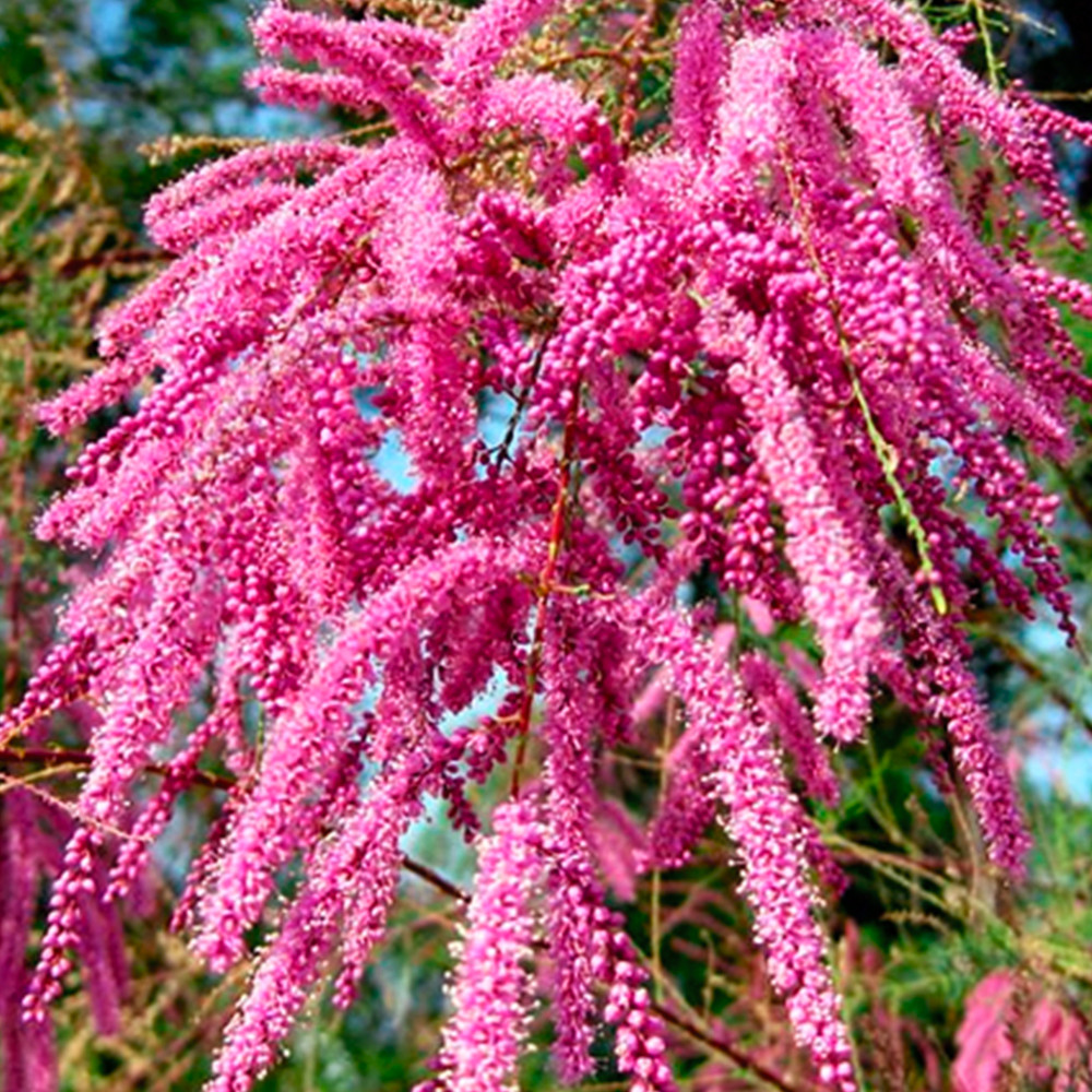 Саджанці кущового тамариксу (черенкований) - 2-річний Чернівці - фото 1