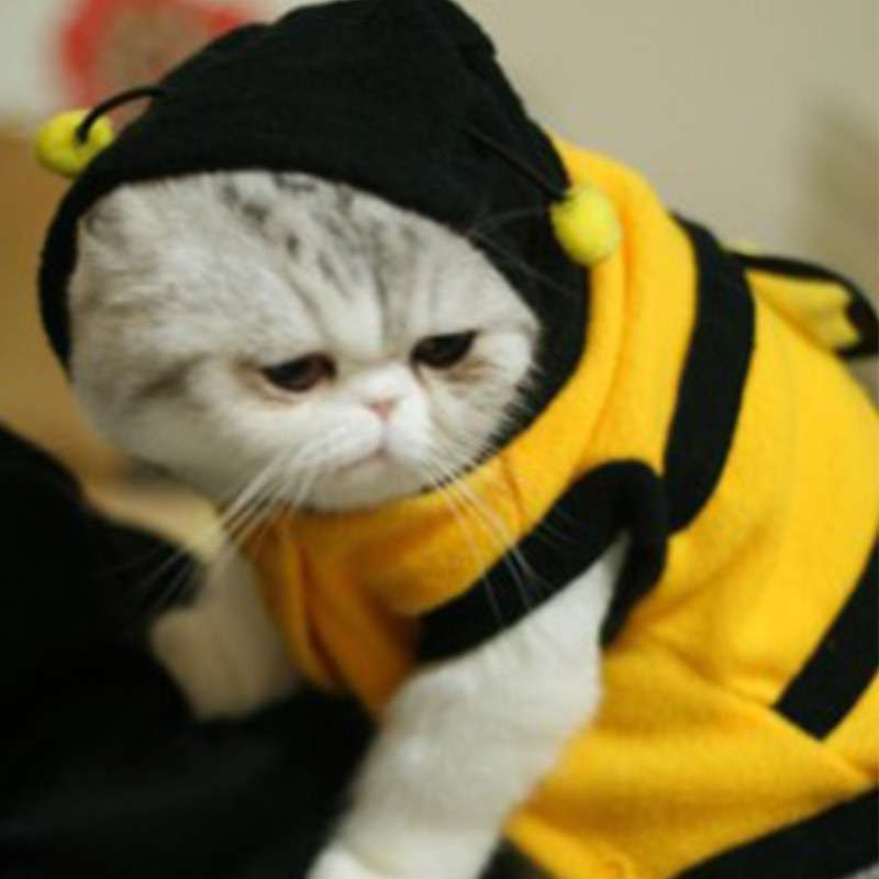 Одежда для кошек Пчелка с капюшоном Киев - изображение 1
