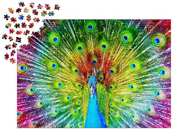 Пазл Різнобарвний павич - Colorful Peacock (Enjoy-1251) Киев