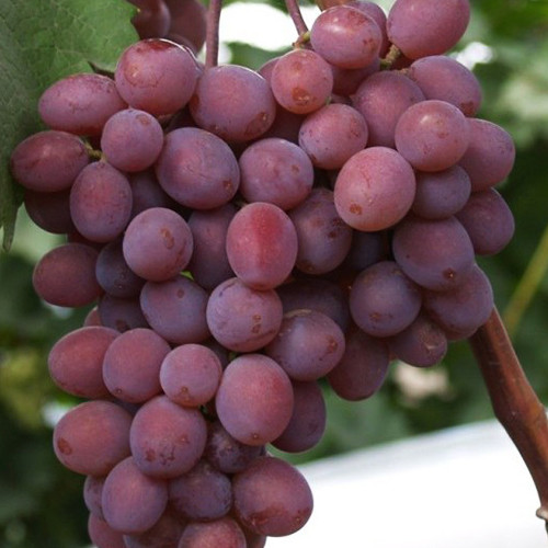 Cаджанці винограду Вікторія (черенкований) - 1-річний Чернівці - фото 1