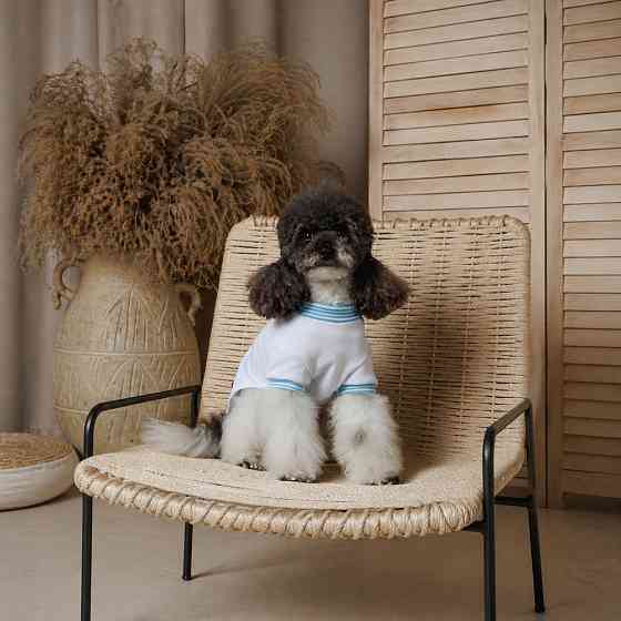 Футболка Pet Fashion Polo для собак S Київ