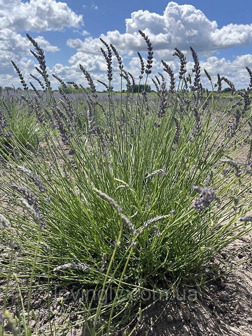 Трирічні саджанці лавандину Grosso (діаметр куща до 50 см) Ірпінь - фото 3