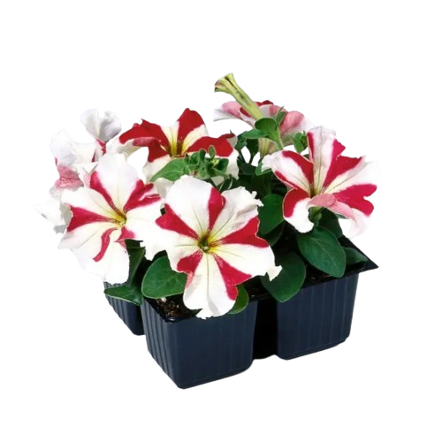 Петунія грандіфлора Танго F1 червона зірка 20шт Професійне насіння Житомир - фото 3