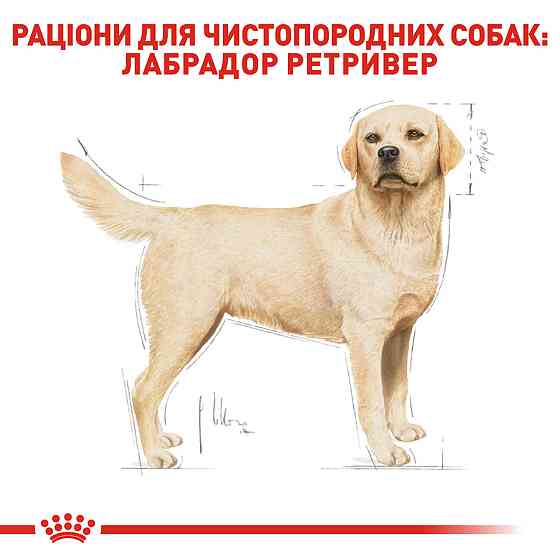 Корм для дорослих собак породи Лабрадор-ретривер ROYAL CANIN LABRADOR ADULT 12.0 кг Київ