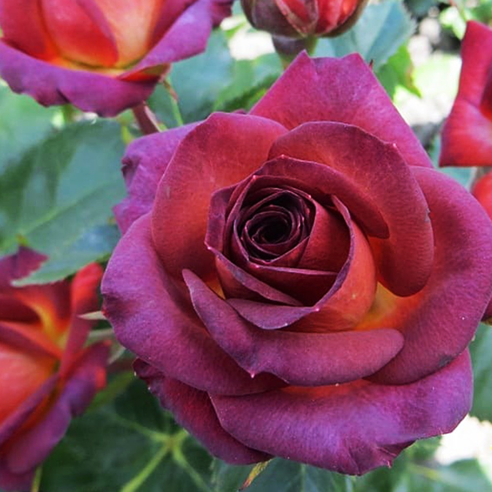 Саджанці троянд на штамбі Браун Шугар (привитий) Чернівці - фото 3