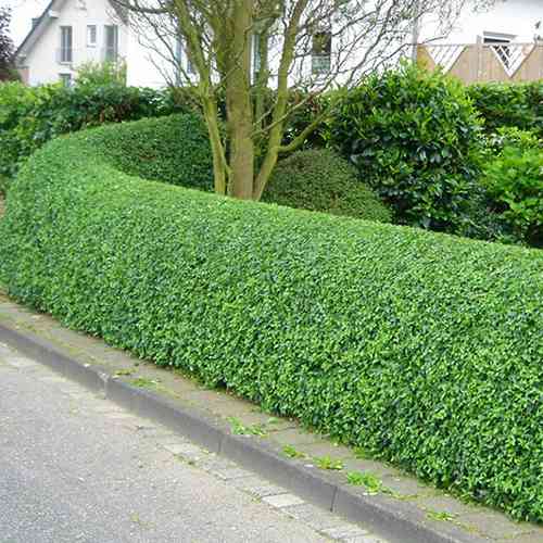 Саженцы бирючины Вечнозеленая (черенкованный) - 1-летний Черновцы