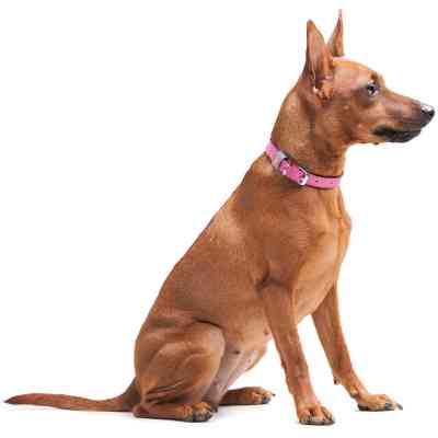 Нашийник для тварин WAUDOG Classic шкіряний 12 мм х 21-29 см рожевий (02027) Вінниця