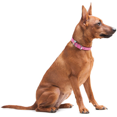 Нашийник для тварин WAUDOG Classic шкіряний 12 мм х 21-29 см рожевий (02027) Вінниця - фото 4