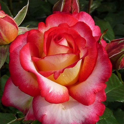 Саджанці троянд Лео Ферре (привитий) - 2-річний Чернівці - фото 1