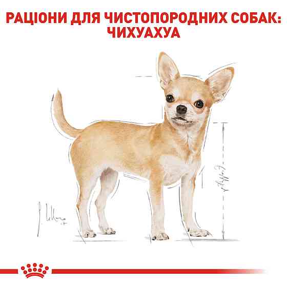 Вологий корм для дорослих собак ROYAL CANIN CHIHUAHUA ADULT 0.085 кг Київ