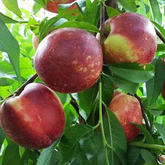 Саженцы нектарина Септембер Квин (привитый) - 1-летний Черновцы