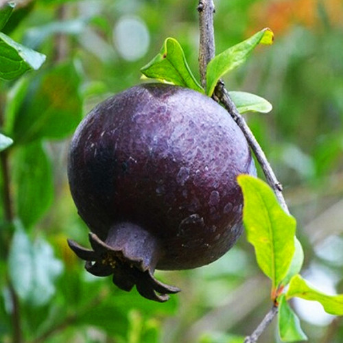 Саджанці гранату Чорний (черенкований) - 1-річний Чернівці - фото 1