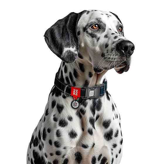 Coastal Fashion Safe Cat Collar КОСТАЛ безпечний нашийник що світится в темряві для котів Київ